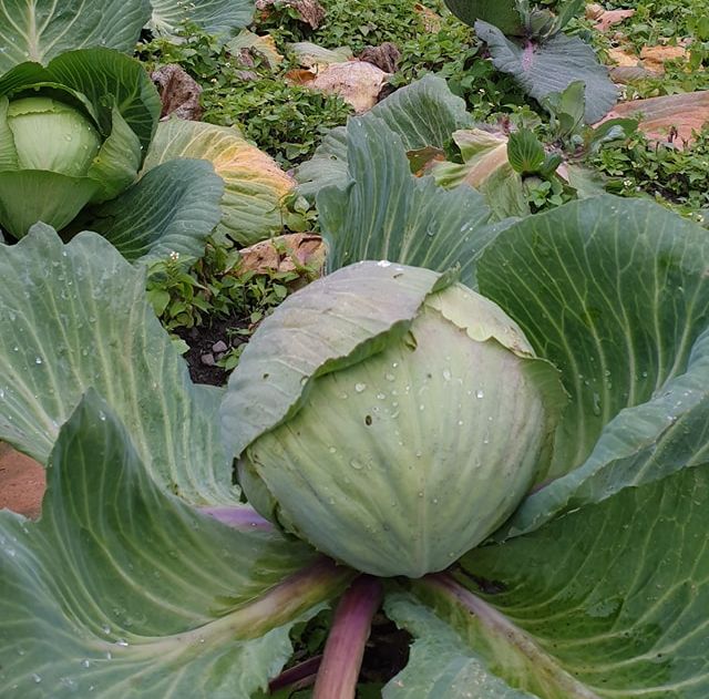 Anche il cavolo di Coopmont a Farmer & Artist di Trieste