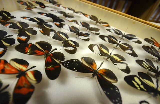 Casa delle farfalle, con “Ali alla biodiversità” riaprono al pubblico le serre tropicali di Bordano